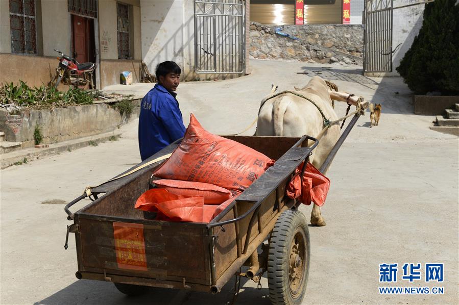 （在习近平新时代中国特色社会主义思想指引下——新时代新作为新篇章·图文互动）（3）云南省陆良县：农民给供销社打“白条” 