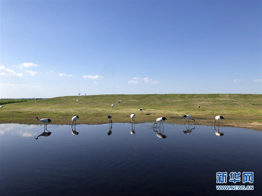 （在习近平新时代中国特色社会主义思想指引下——新时代新作为新篇章·图文互动）（1）从“人鸟争食” 到“人鹤和谐”——湿地生态?；さ?ldquo;扎龙探索”