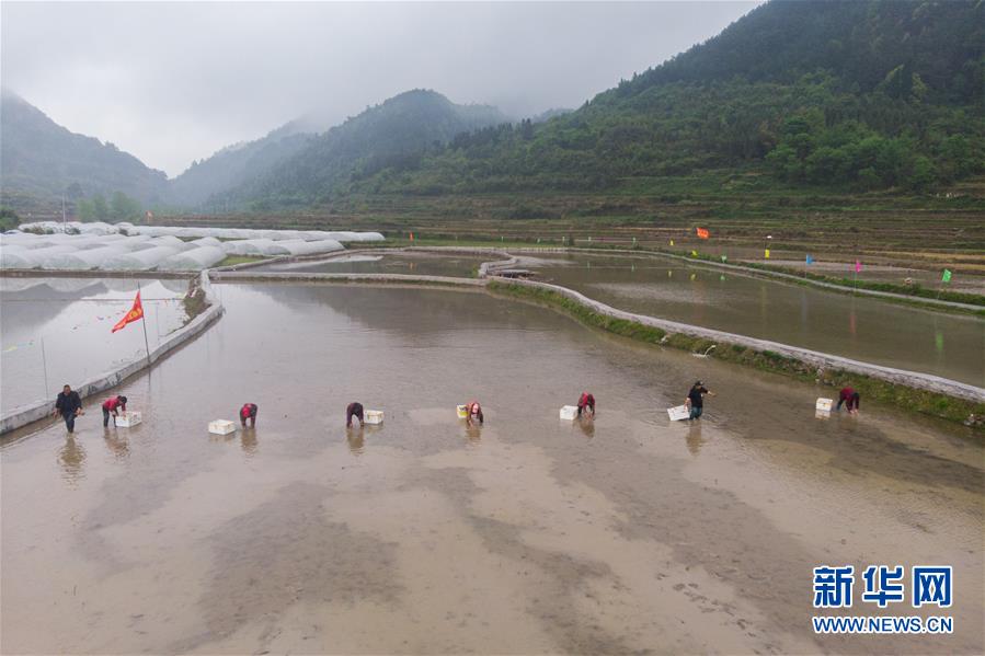 （决战决胜脱贫攻坚·图文互动）脱贫战场上的亲兄弟