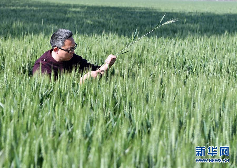 （在习近平新时代中国特色社会主义思想指引下——新时代新作为新篇章·习近平总书记关切事·图文互动）（5）新农事、新希望——夏收前田间新动态扫描