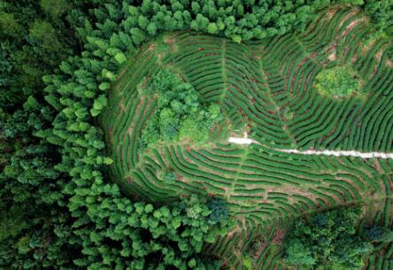 福建龙岩：高效用地，提升生态环境水平