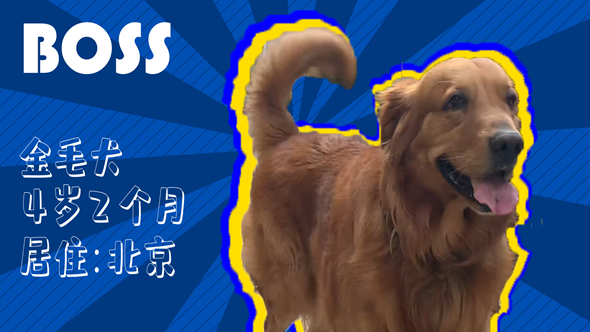 有效拴绳&科学遛狗——如何文明养犬？“捡屎官”们快看过来！