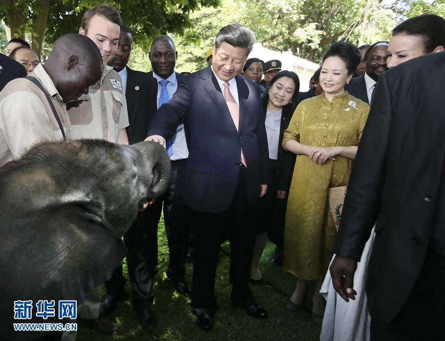 12月2日，国家主席习近平在津巴布韦考察野生动物救助基地。在基地负责人陪同下，习近平和夫人彭丽媛察看了基地救助的野生动物，并给大象、长颈鹿递喂水果、树叶。新华社记者 兰红光 摄 