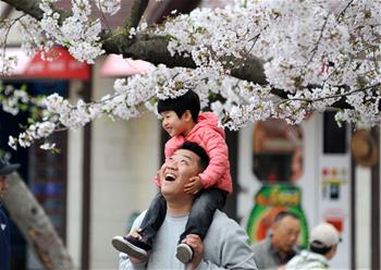 青岛樱花进入盛花期